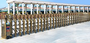 中华6号